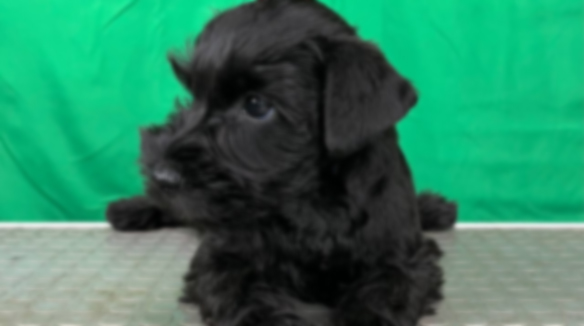 чёрные щенки